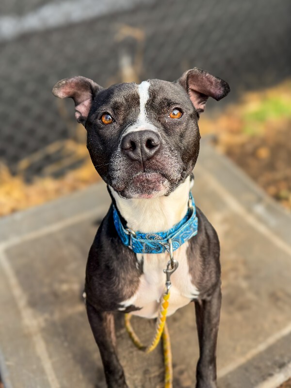 View Skipper the Dog Photo #11