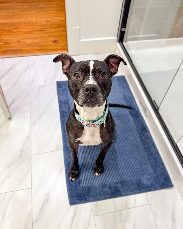 View Skipper the Dog Photo #4