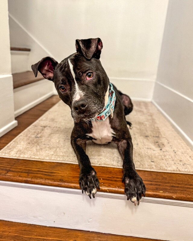 View Skipper the Dog Photo #5