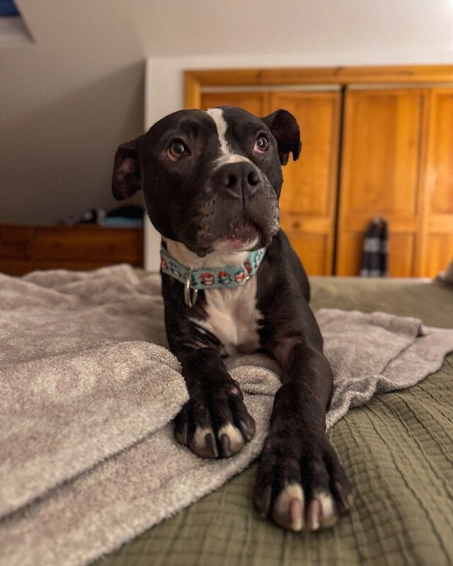 View Skipper the Dog Photo #8