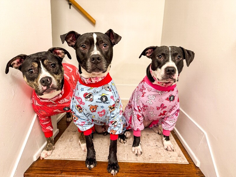 View Skipper the Dog Photo #3