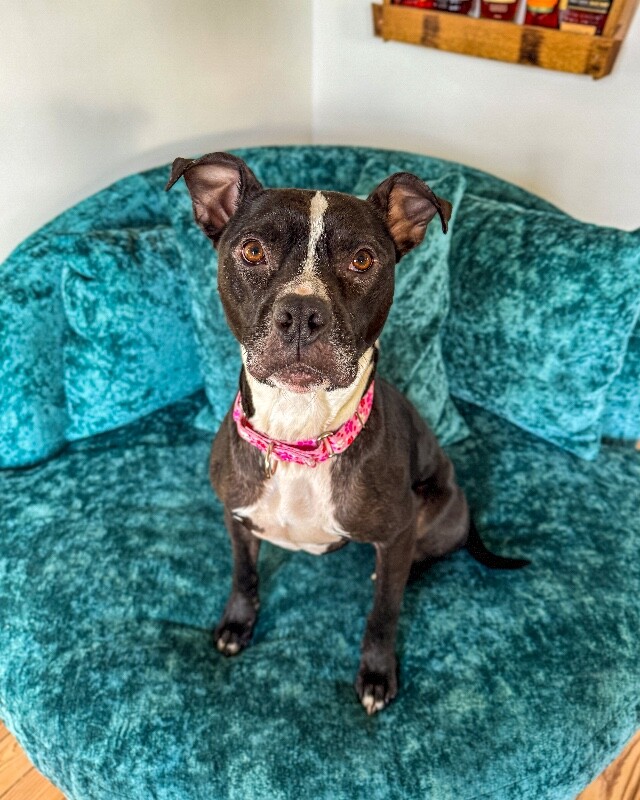 View Skipper the Dog Photo #2