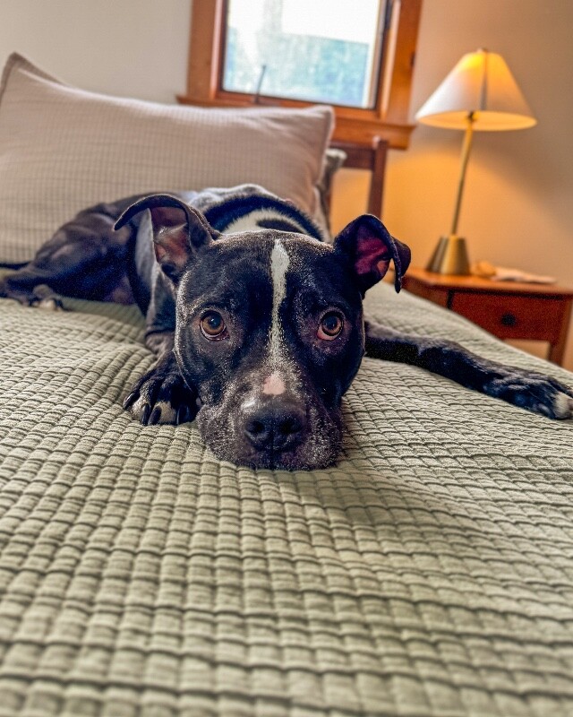 View Skipper the Dog Photo #7