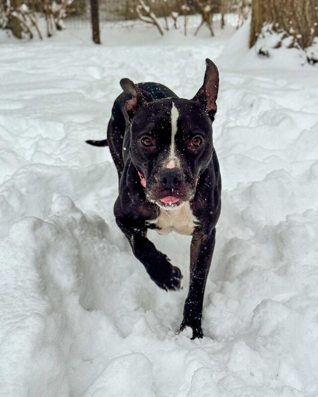 View Skipper the Dog Photo #9