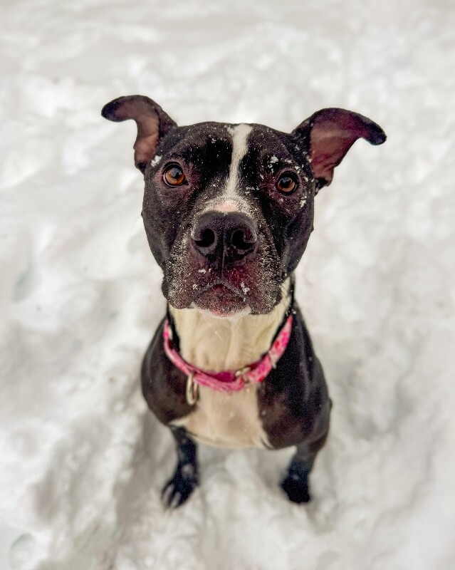 View Skipper the Dog Photo #6