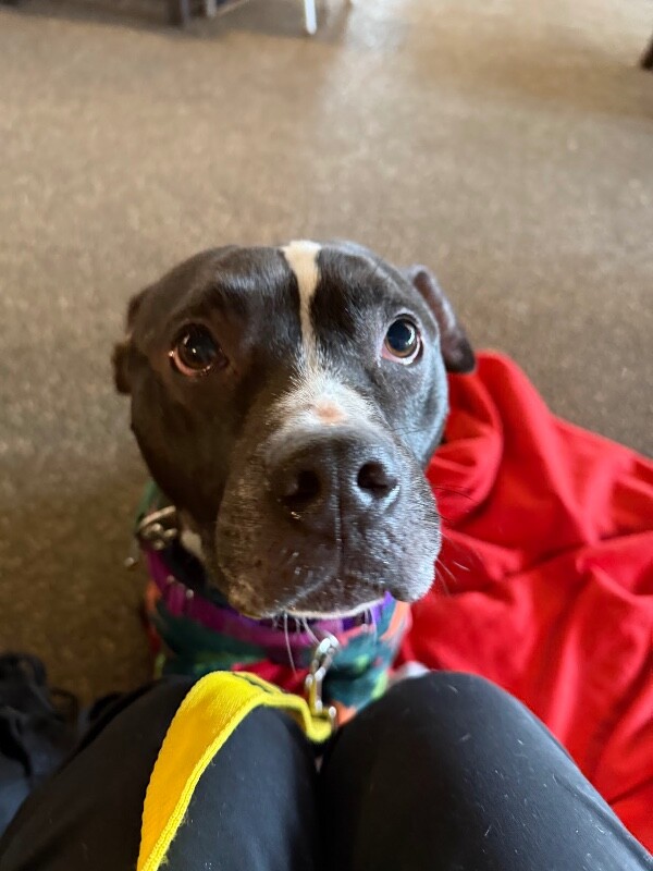 View Skipper the Dog Photo #15