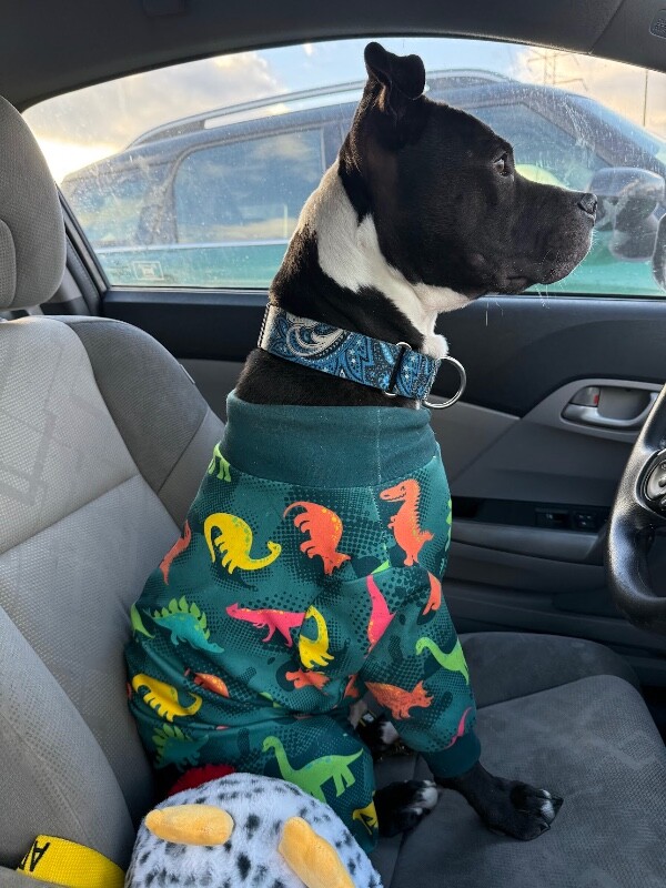 View Skipper the Dog Photo #16