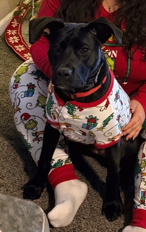 View TeaPea the Dog Photo #2