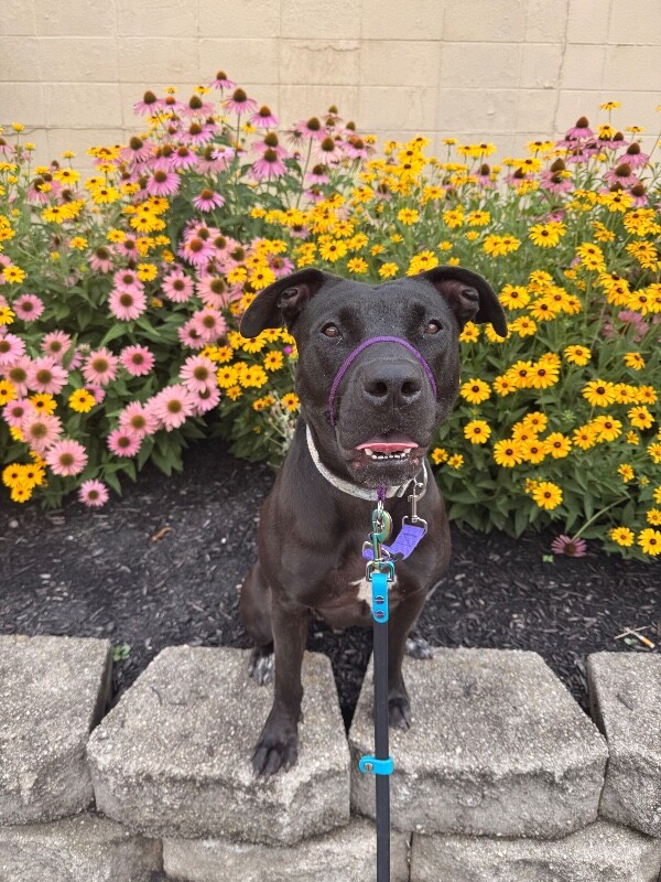Help Rehome This Dog Redbull