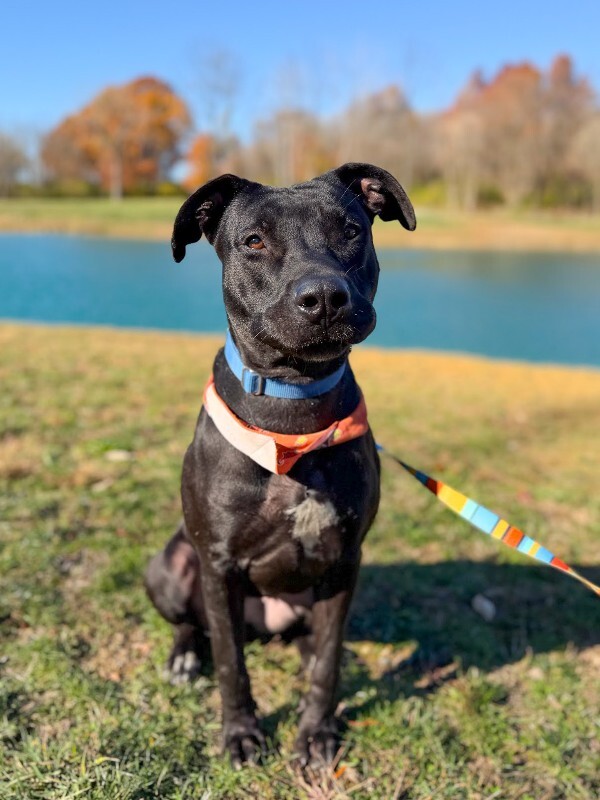 View Redbull the Dog Photo #7