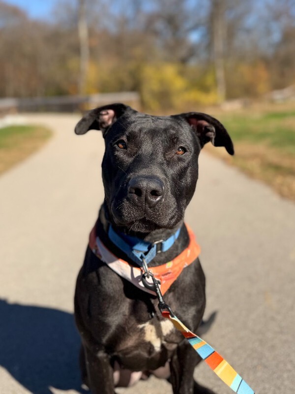 View Redbull the Dog Photo #4