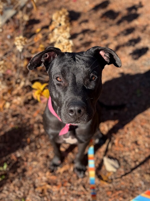 View Redbull the Dog Photo #8