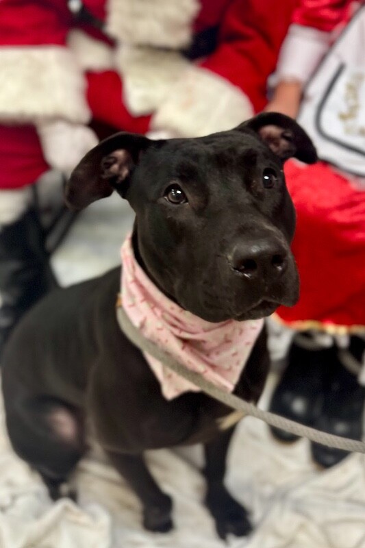 View Redbull the Dog Photo #10