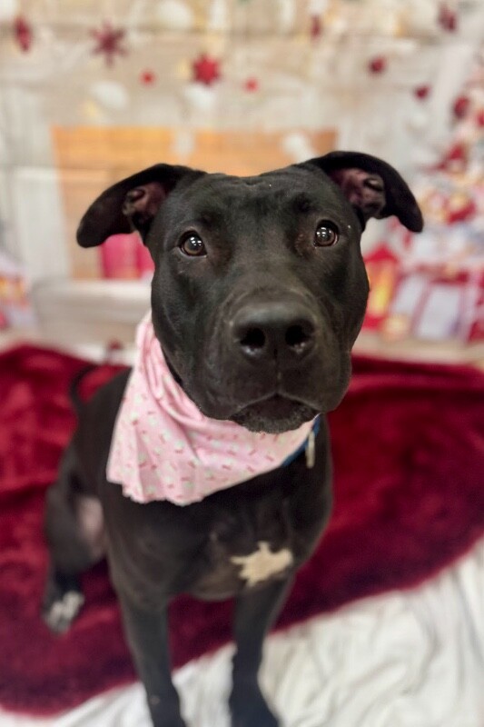 View Redbull the Dog Photo #5