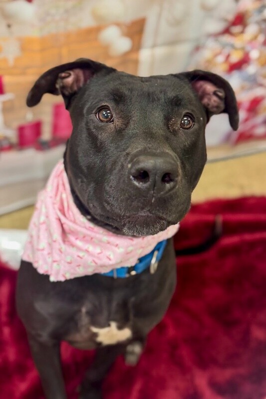 View Redbull the Dog Photo #11