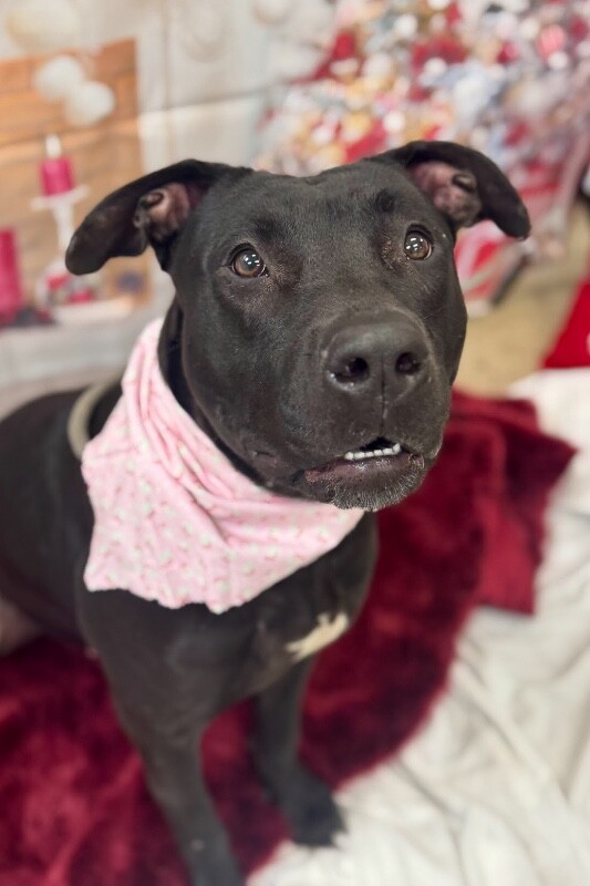 View Redbull the Dog Photo #3