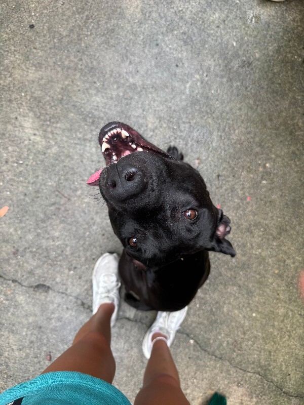 View Redbull the Dog Photo #11