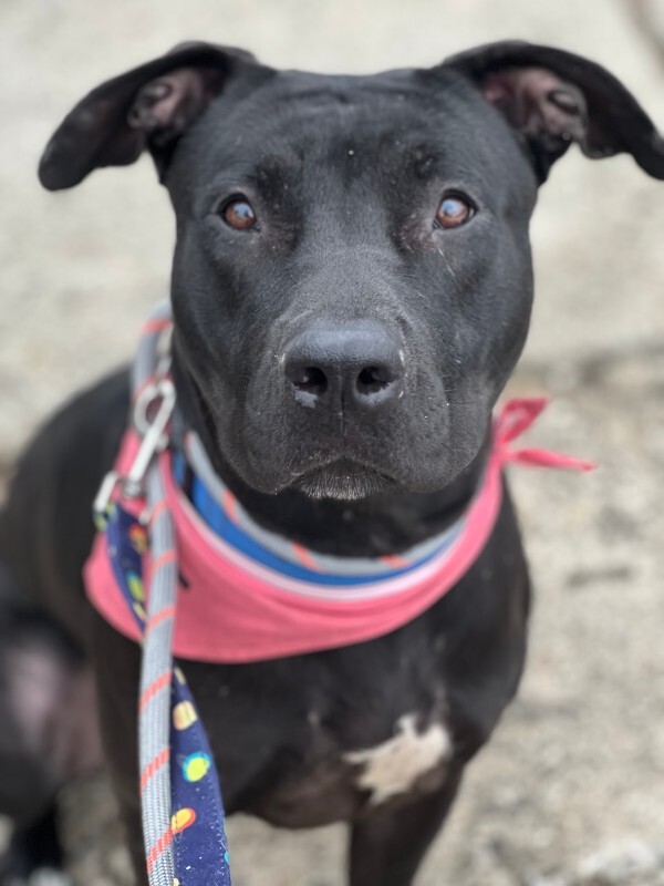 View Redbull the Dog Photo #9