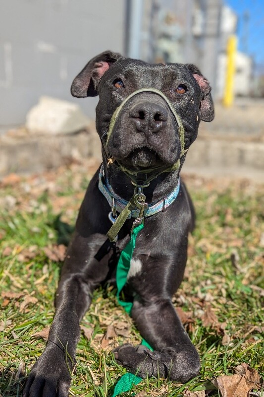 View Redbull the Dog Photo #2