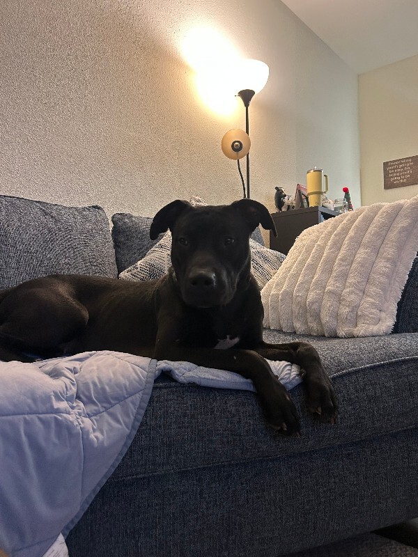 View Redbull the Dog Photo #17