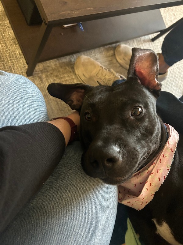 View Redbull the Dog Photo #13