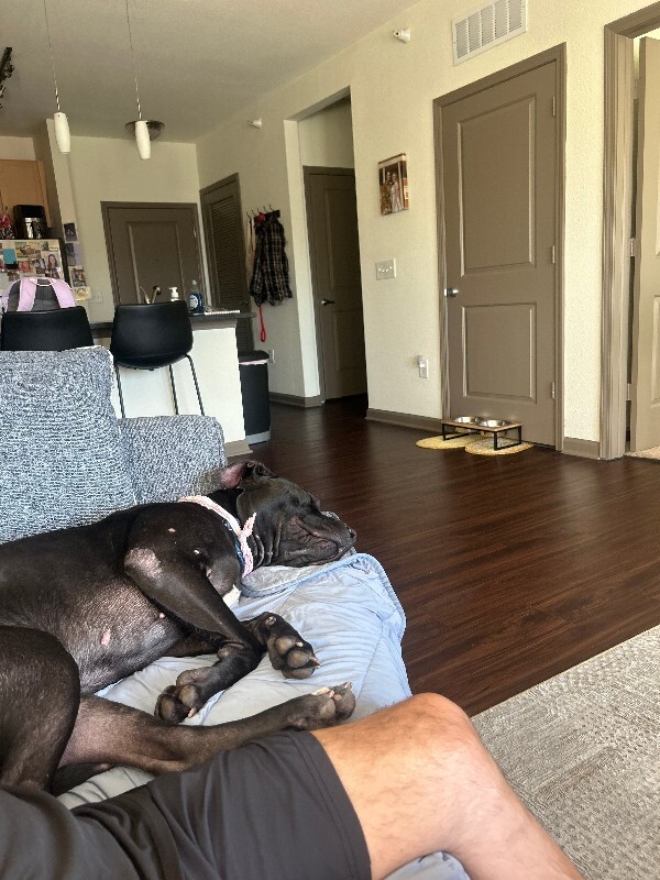 View Redbull the Dog Photo #15