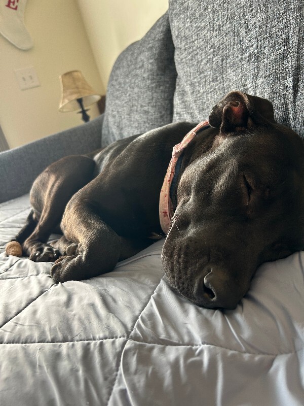 View Redbull the Dog Photo #16