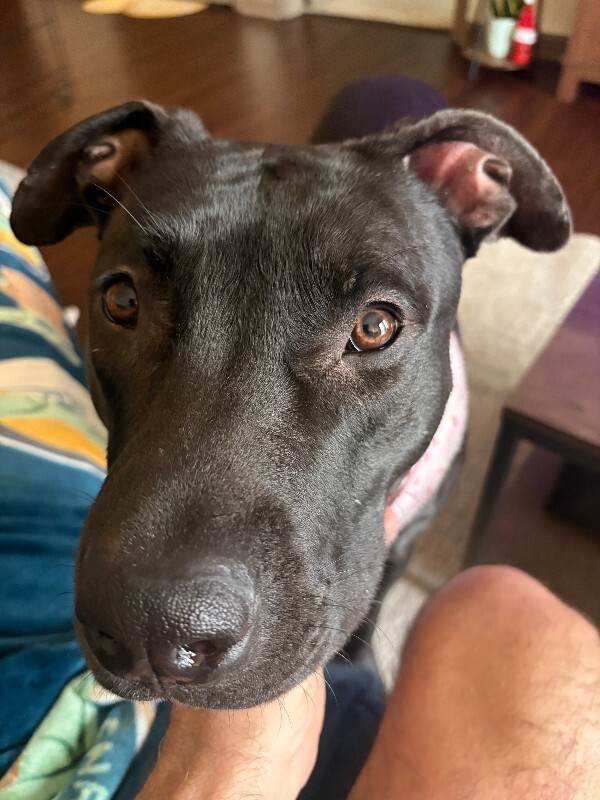 View Redbull the Dog Photo #2