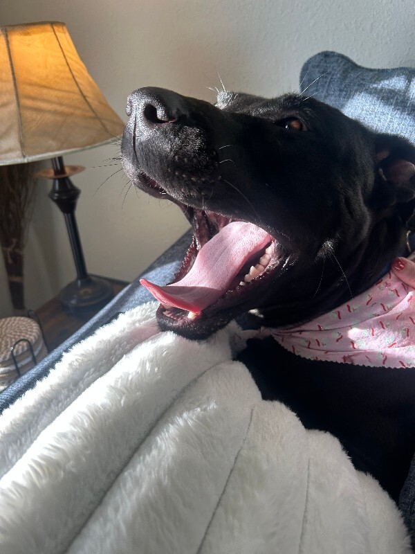 View Redbull the Dog Photo #14