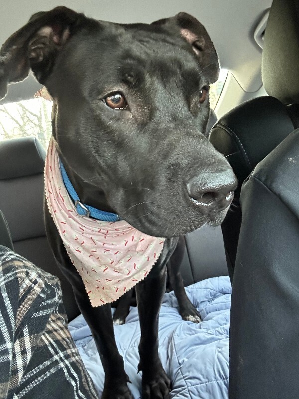 View Redbull the Dog Photo #12