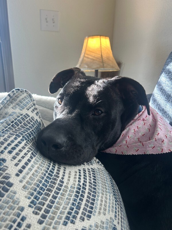 View Redbull the Dog Photo #18