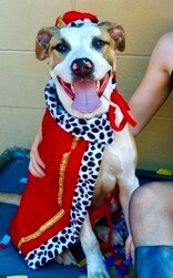 View Nick Chubb the Dog Photo #9