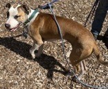 View Nick Chubb the Dog Photo #12