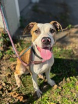 View Nick Chubb the Dog Photo #8