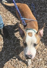 View Nick Chubb the Dog Photo #11