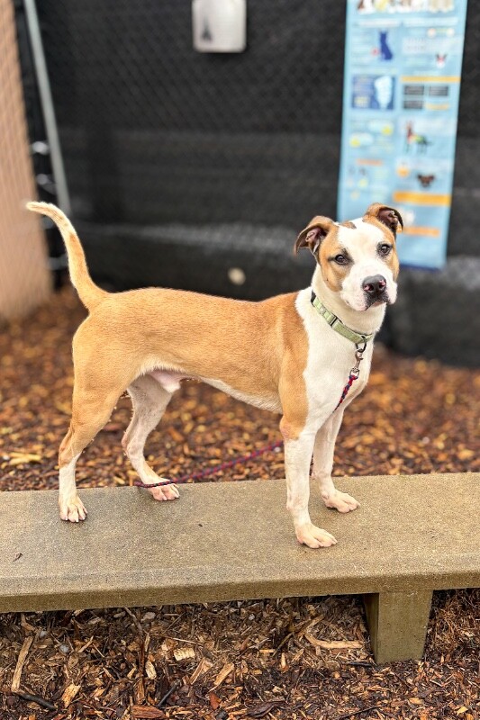 View Nick Chubb the Dog Photo #15