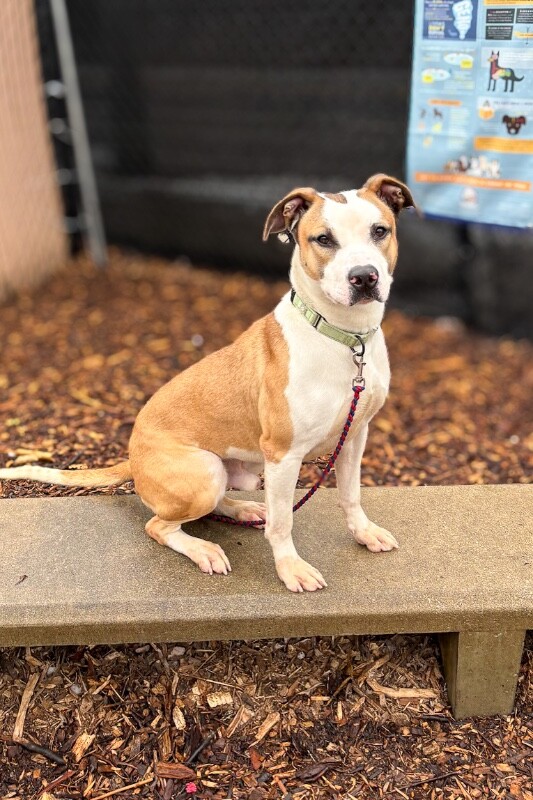 View Nick Chubb the Dog Photo #16