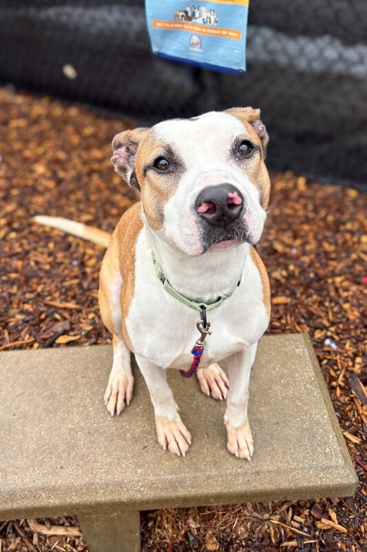 View Nick Chubb the Dog Photo #12