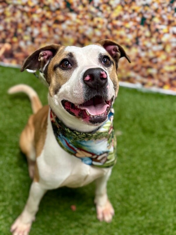 View Nick Chubb the Dog Photo #10