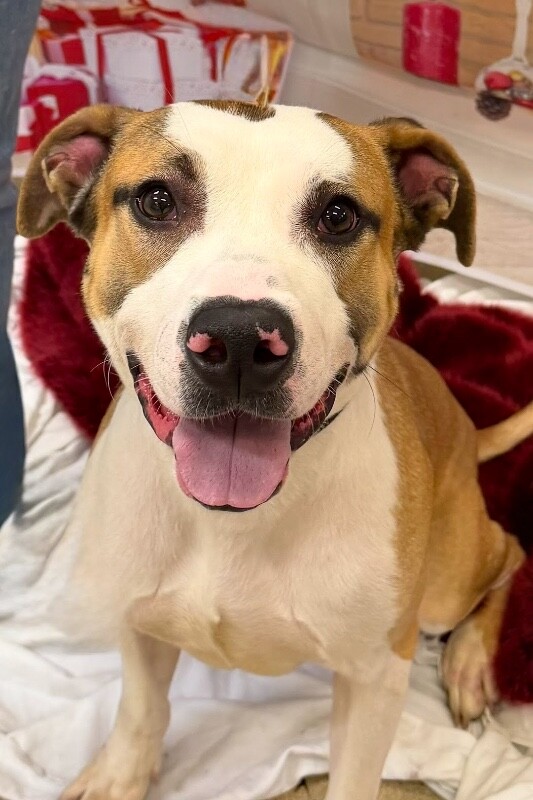 View Nick Chubb the Dog Photo #7