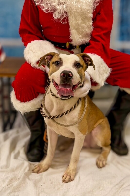 View Nick Chubb the Dog Photo #2