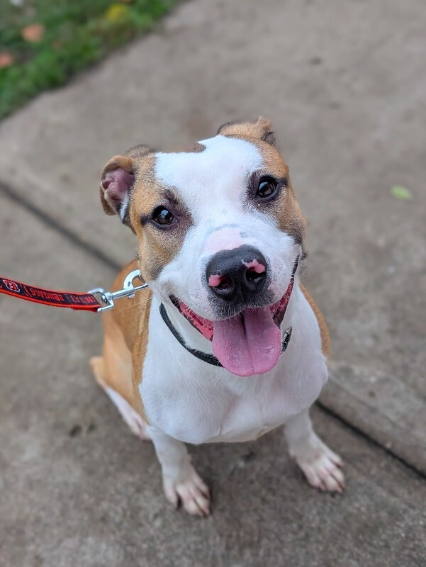 View Nick Chubb the Dog Photo #4