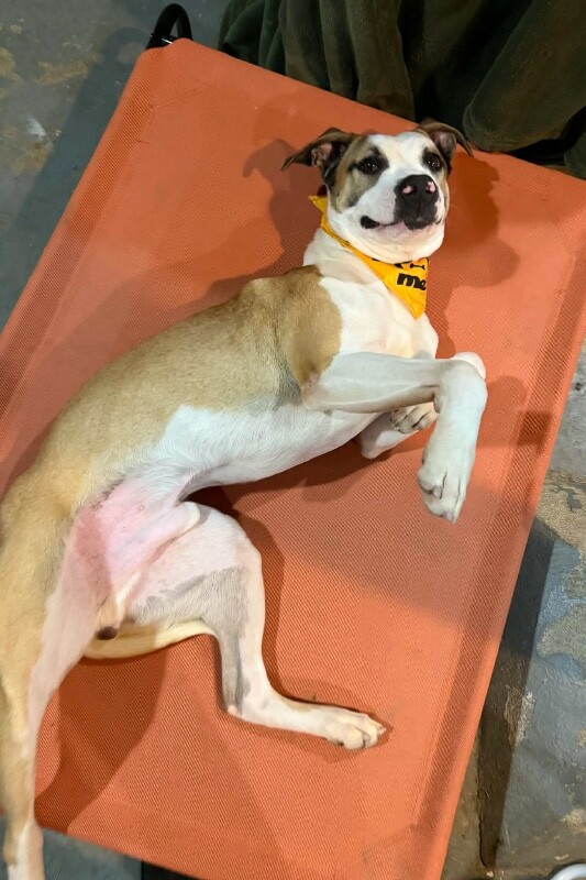 View Nick Chubb the Dog Photo #7