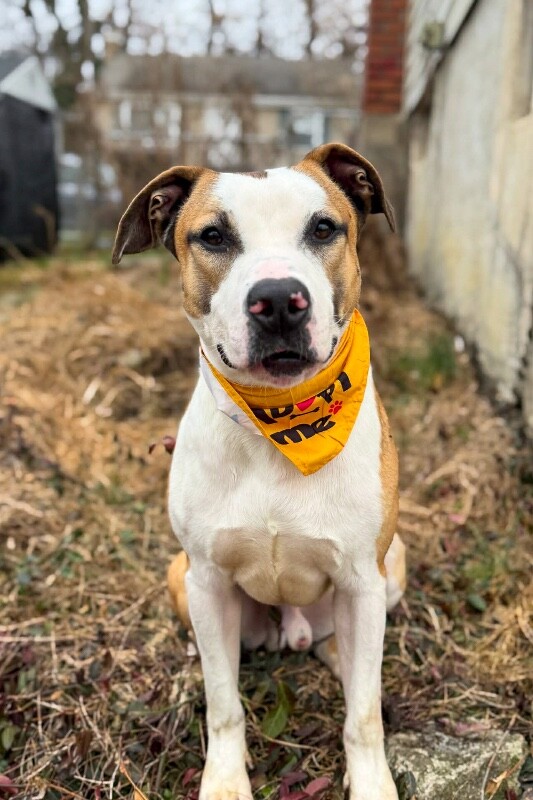 View Nick Chubb the Dog Photo #2