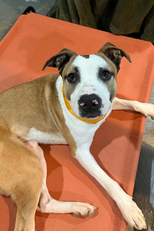 View Nick Chubb the Dog Photo #13