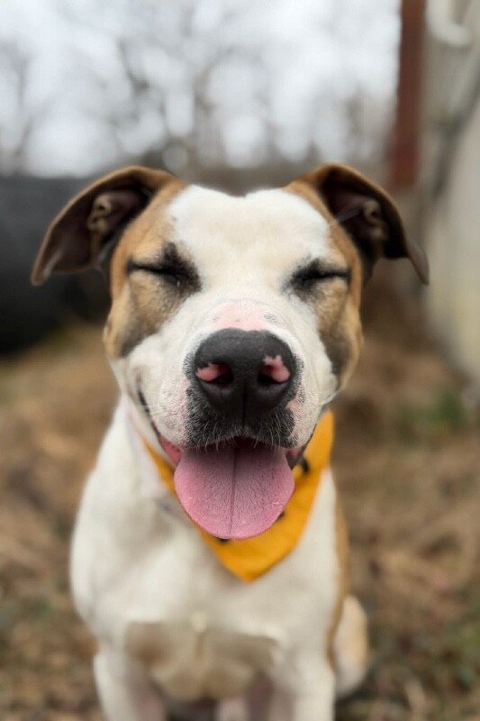 View Nick Chubb the Dog Photo #8