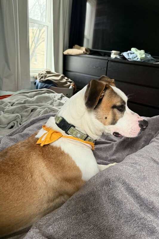 View Nick Chubb the Dog Photo #6