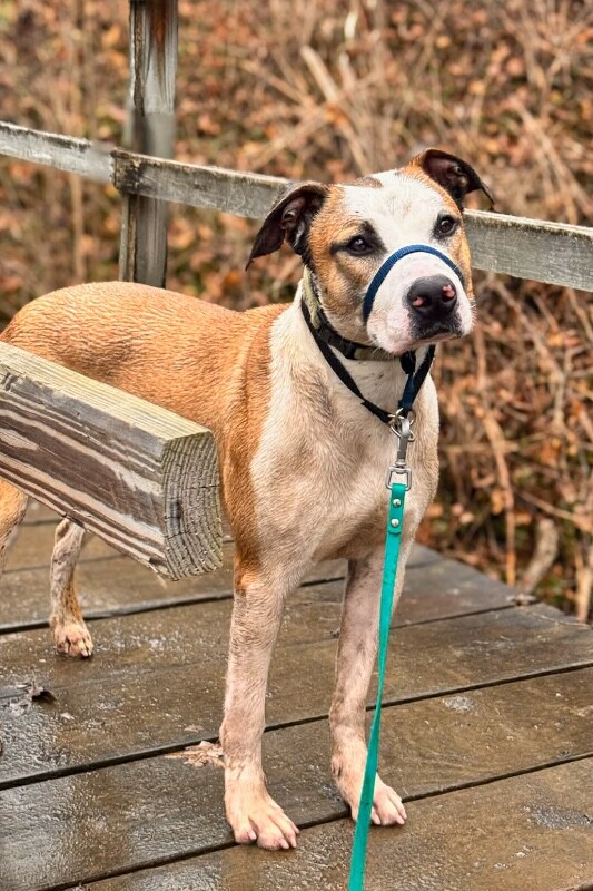 View Nick Chubb the Dog Photo #14