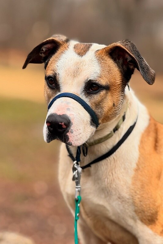 View Nick Chubb the Dog Photo #17