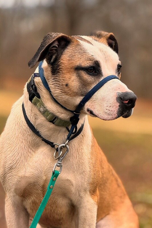 View Nick Chubb the Dog Photo #9